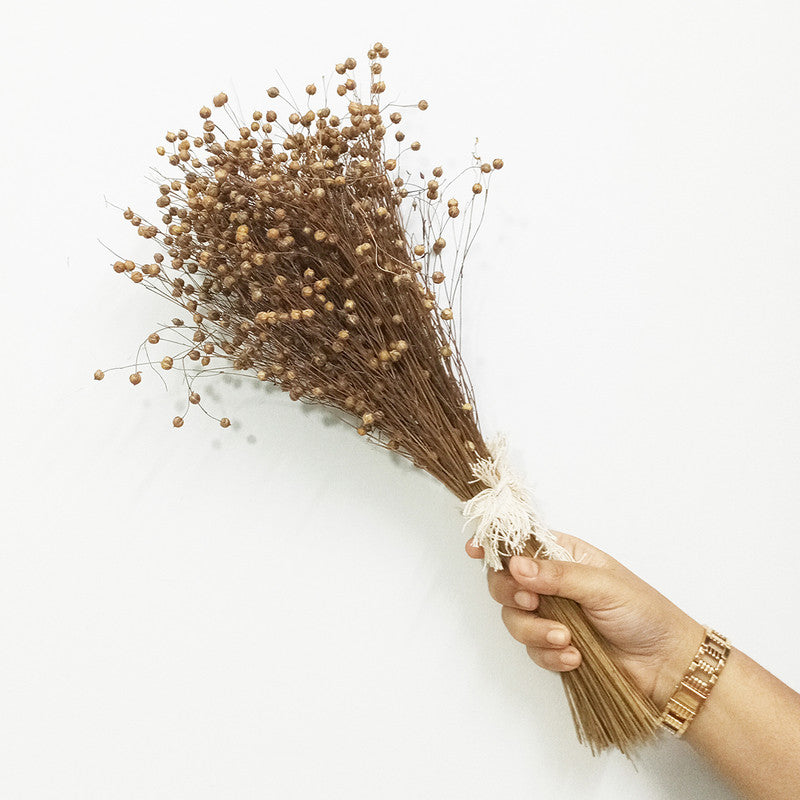 Dried Grass Stem | For Home Décor | Brown | 50 Stems | 14 inches