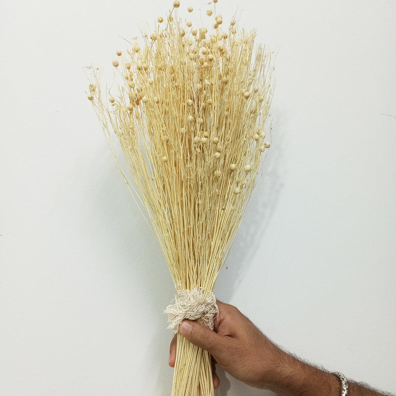 Dried Grass Stem | For Home Décor | Off White | 50 Stems | 14 inches