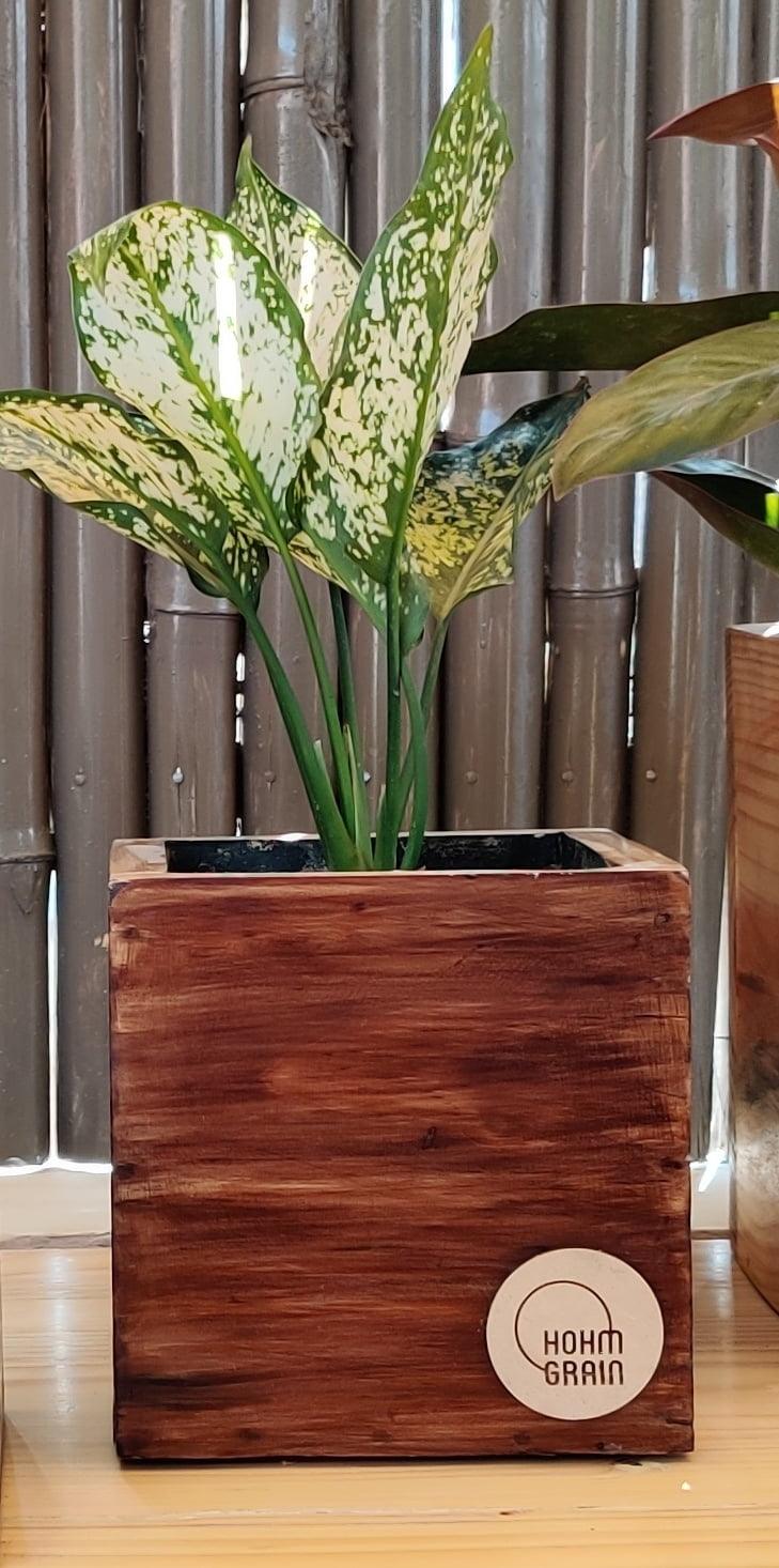 Cube Planter 6" Tall - Hohmgrain