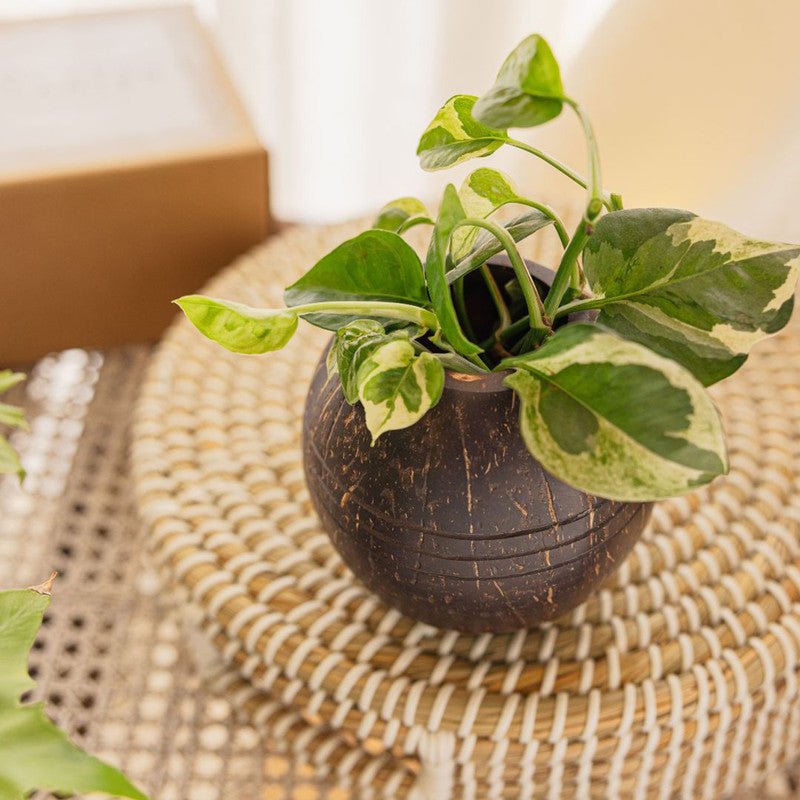 Coconut Shell Planter Pot | Three Line Herbs and Small Plants | Brown