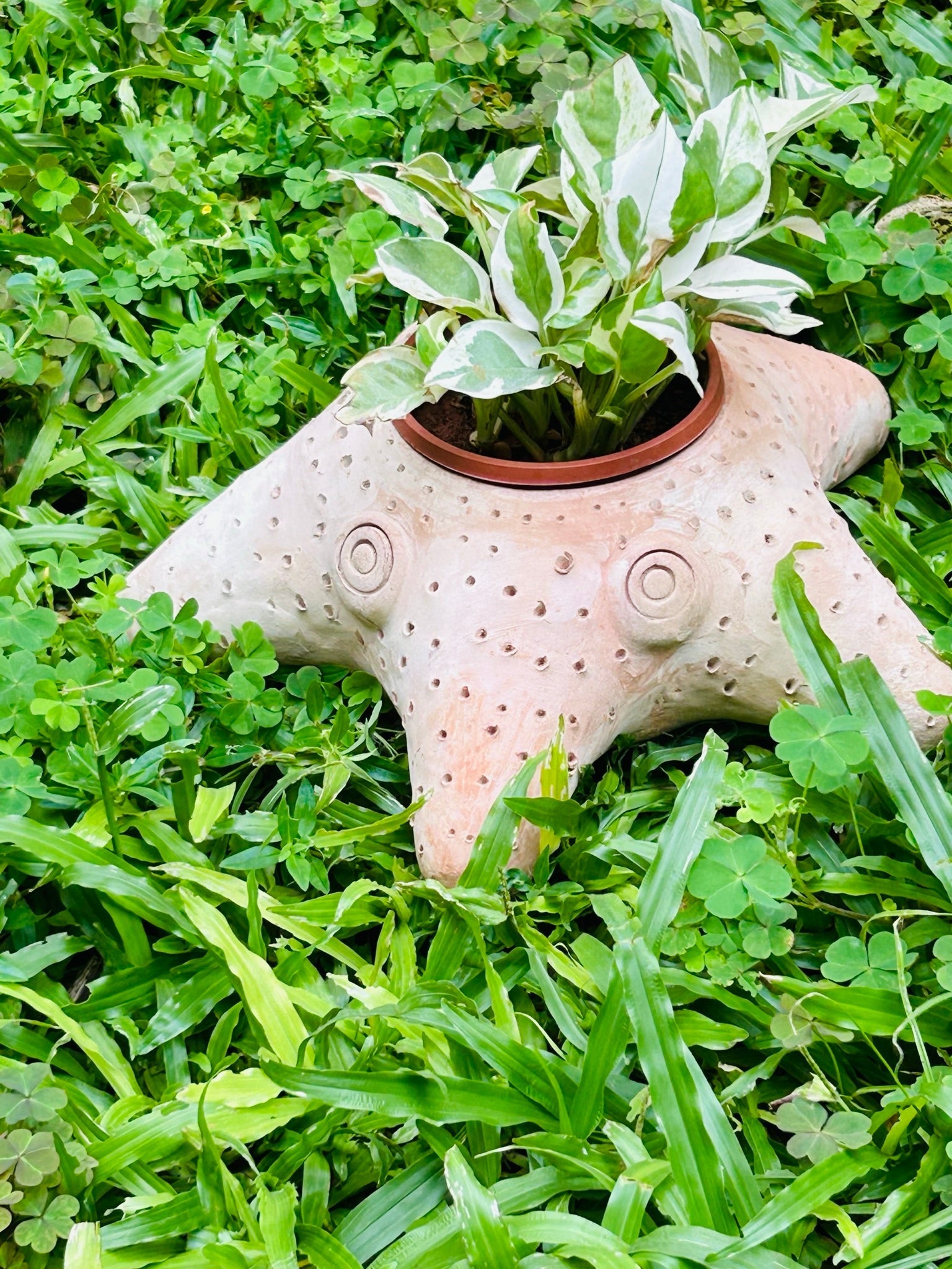 Celestial Starfish- Earthern Planter