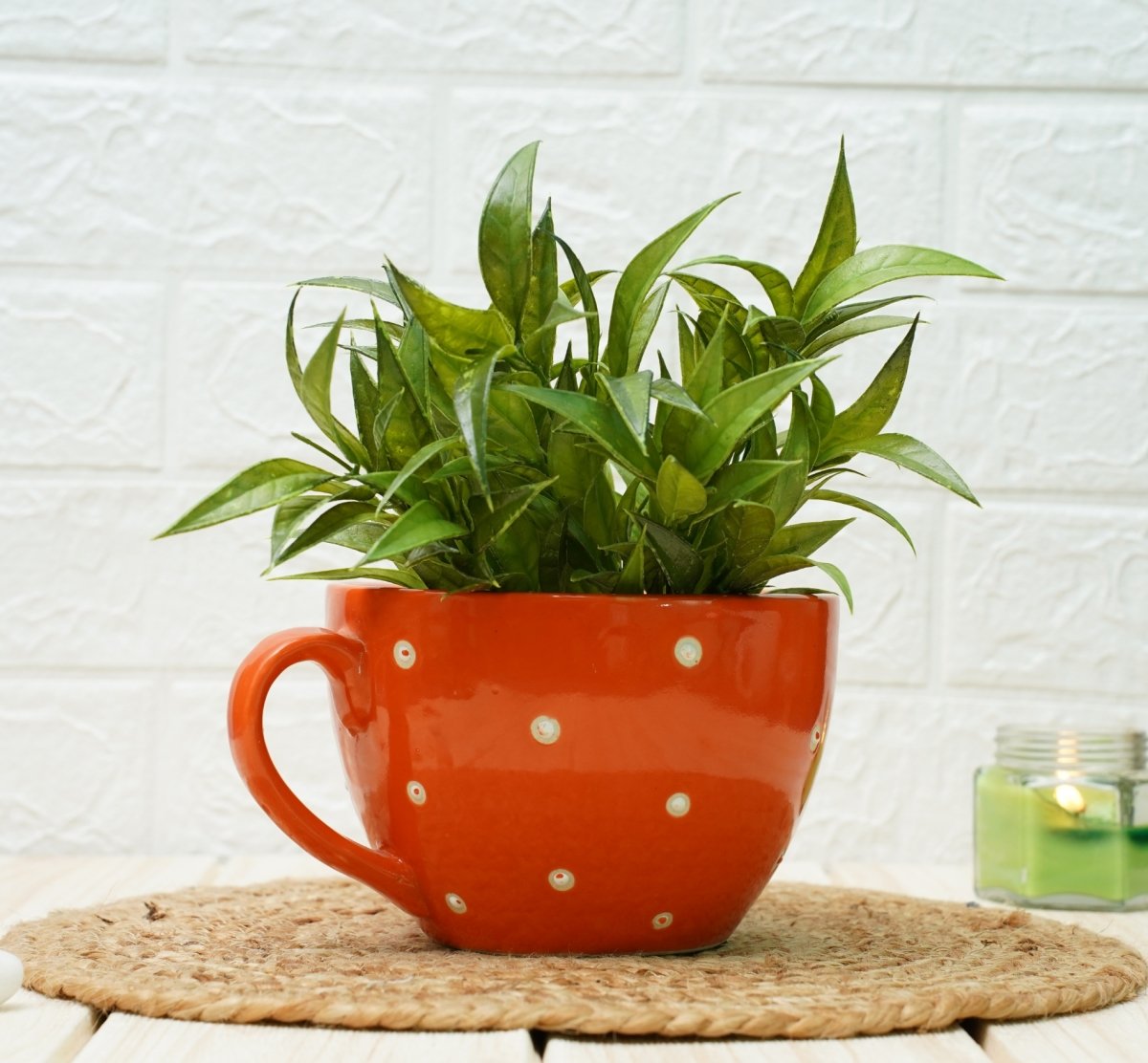 Ceramic pots for Plants Cup Shape (Orange Polka)