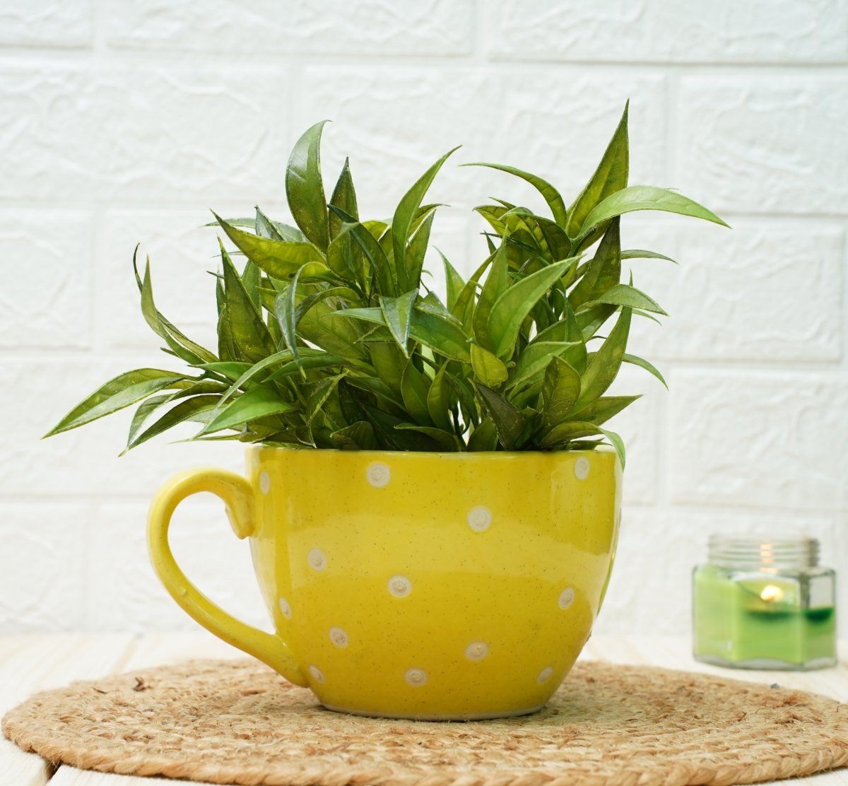 Ceramic pots for Plants Cup Shape (Yellow Polka)