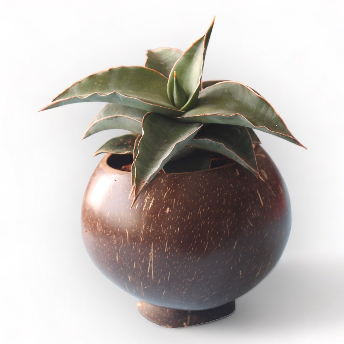 Coconut Shell Planting Pot With Base (Set of 2)