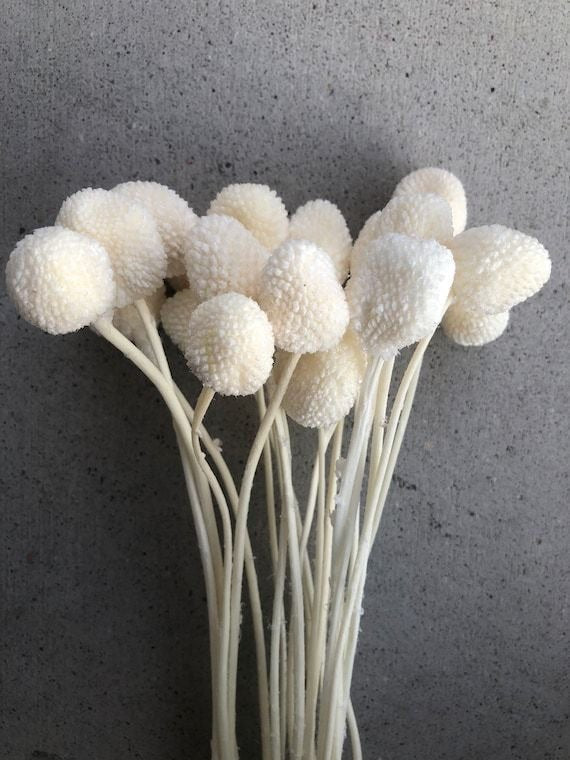 Dried Billy Balls-White