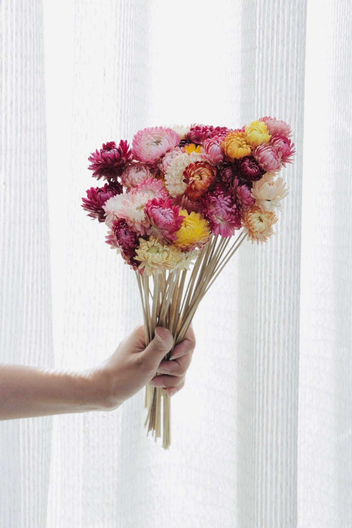 Dried Straw Flower