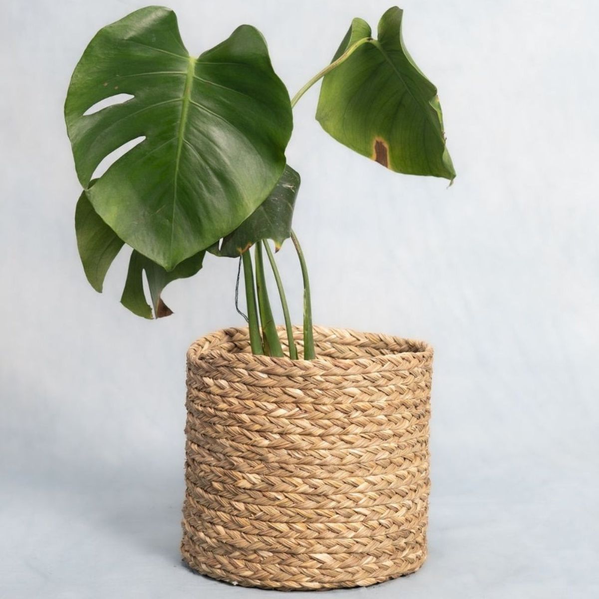 Handmade Sabai Grass Planter - Natural