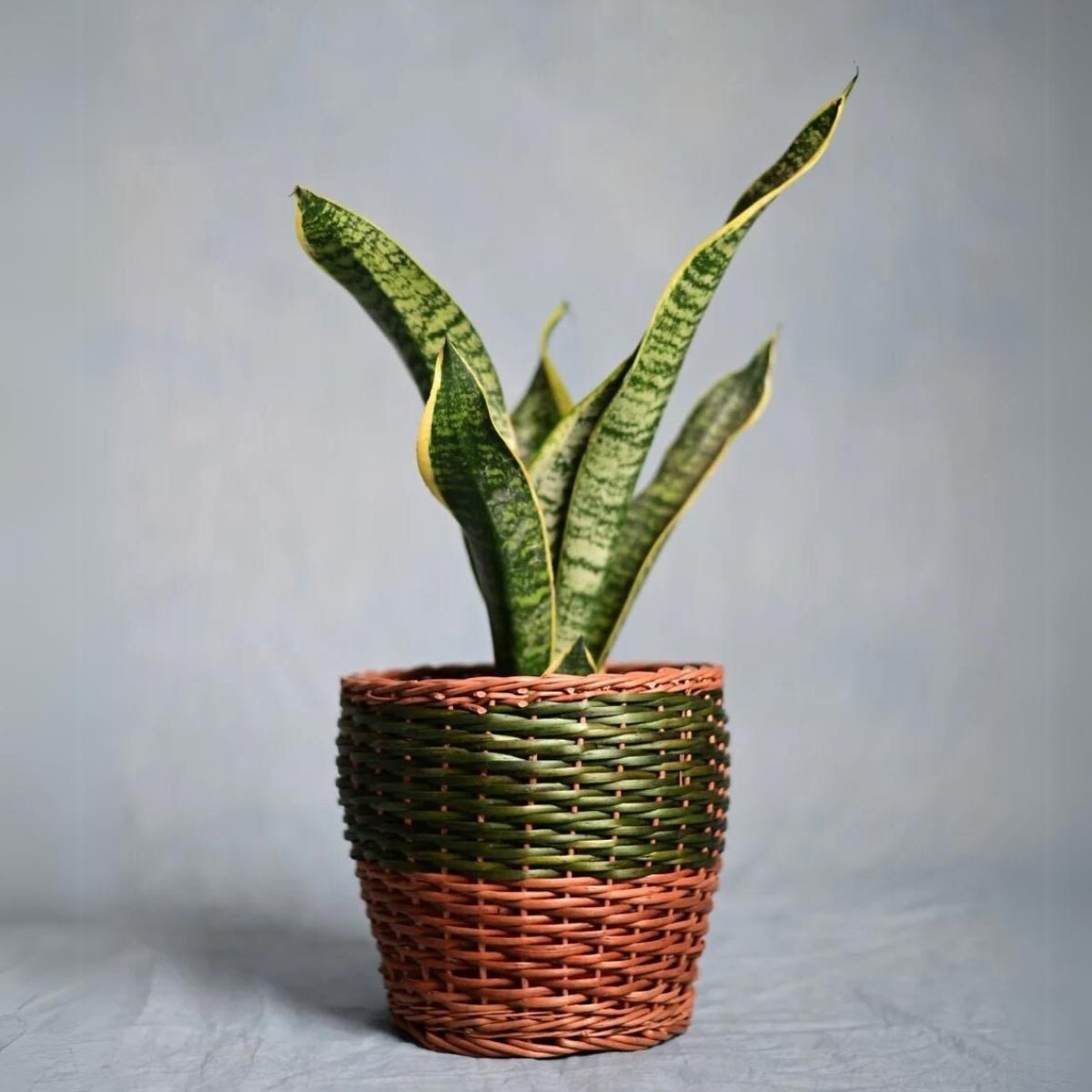 Handmade Wicker Planter Green