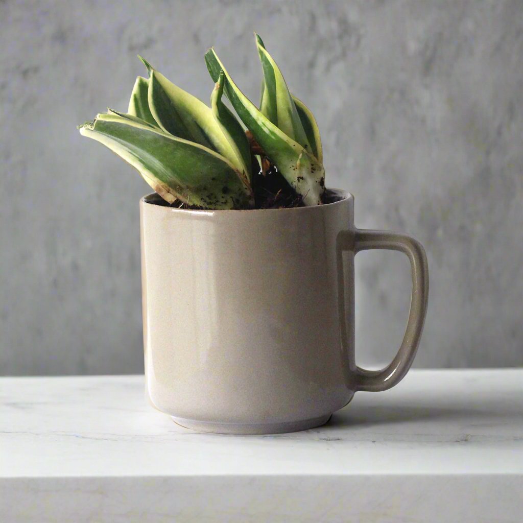 Mehendi Recycled Ceramic Desk Planter with holder