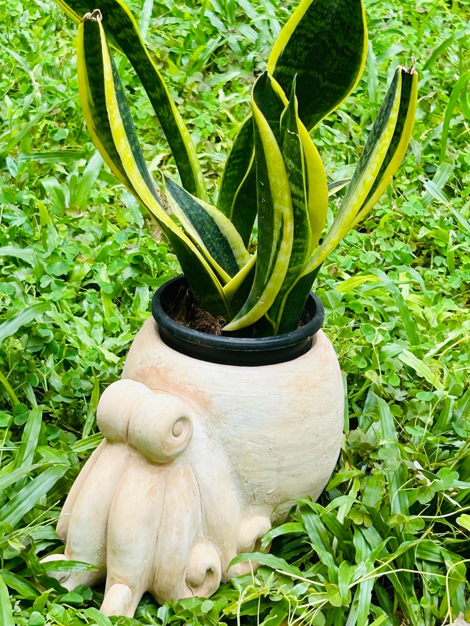 Oceanic Octopus Earthern Planter