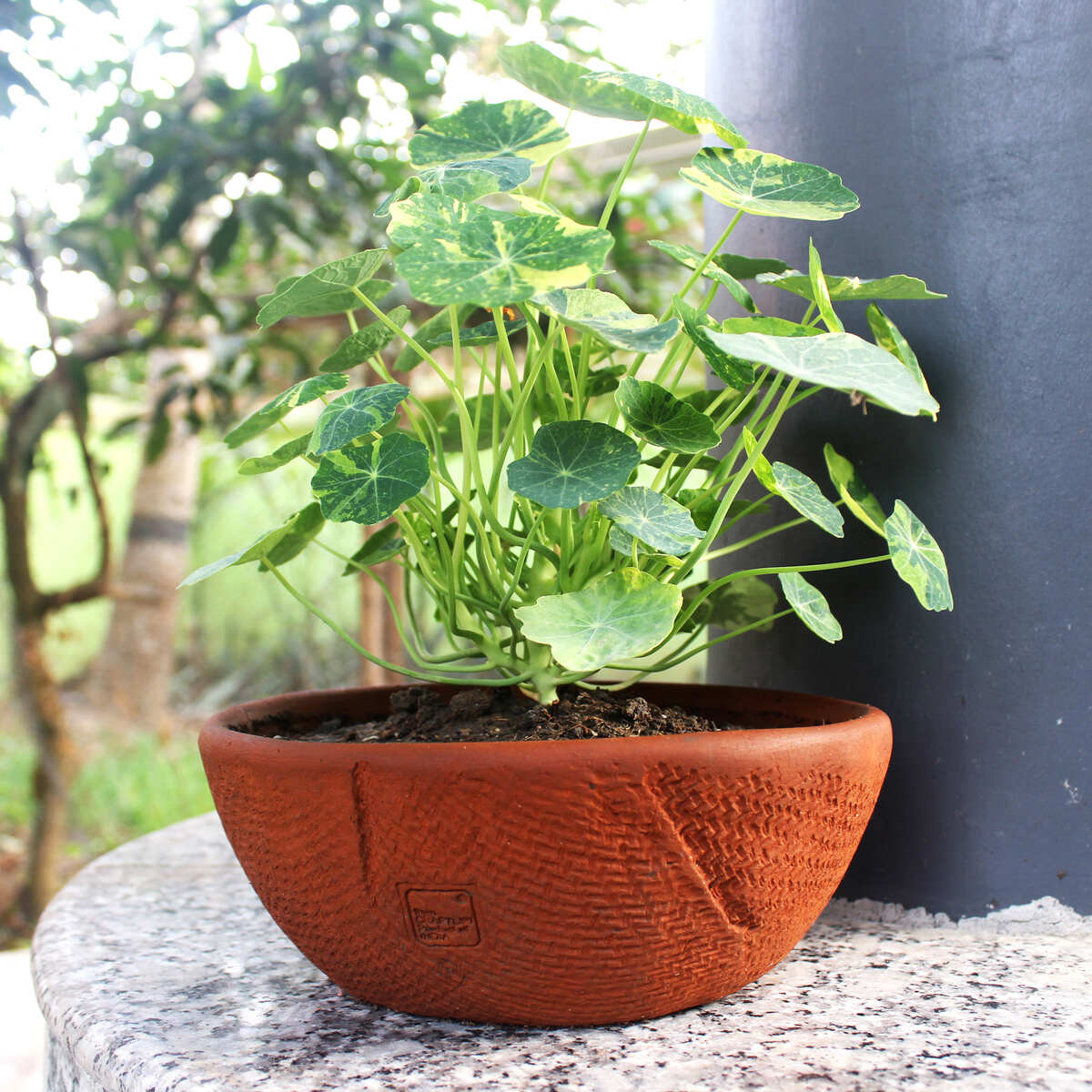 Shallow Jute Textured Terracotta Planter- Set of 2