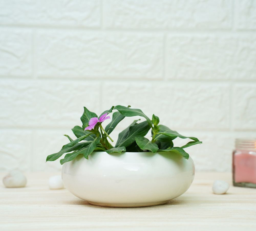 Small Ceramic Pots for Desk | White