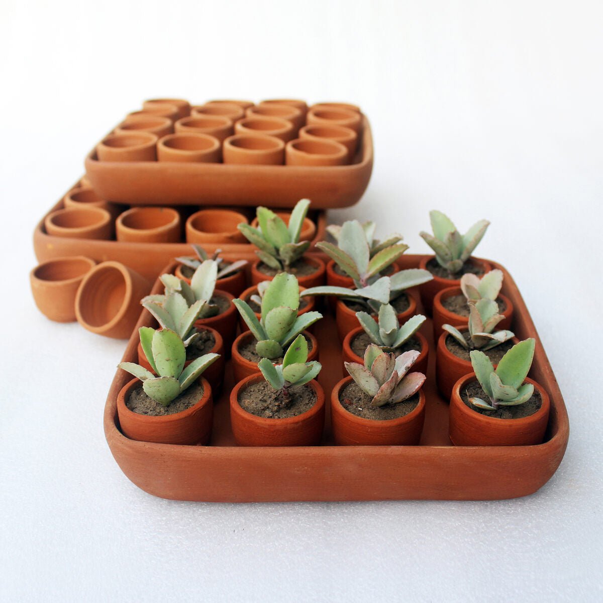 Square Plantation Germition Kit- Set of 50 Small pots